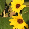 Three Sunflowers