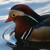 Mandarin Duck