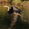 Great Blue Heron