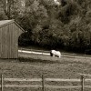 Ridley Creek Park Horse Stables