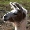 Llama