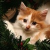 Christmas Kitten