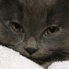 Gray Kitten