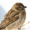 Bird In Snow