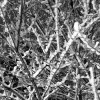 Snow Branches