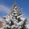 Snow Covered Evergreen