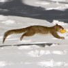 Snow Squirrel