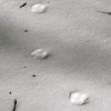 Paw Prints In The Snow