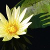 Yellow Water Lilly