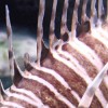 Lionfish