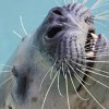 Happy Seal