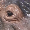 Hippo Close Up