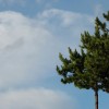 Pines Trees and Sky