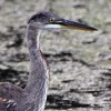 Capitol Lake Heron