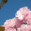 Pink Flowers