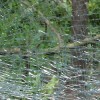 Shattered Trolley Window