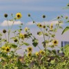 Wild Sunflowers