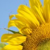 Backyard Sunflower