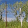 Overgrown Lot Poles