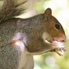 Washington Square Squirrel