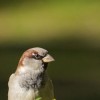 House Sparrow