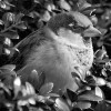 Sparrow in Black and White