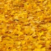 Yellow Leaves