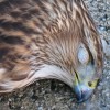 Dead Hawk