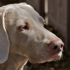 Weimaraner