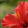 Bio Pond Flower