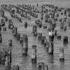 Pier Pilings