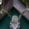 Outhouse Skull