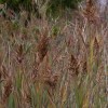 Marsh Plants