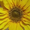 Last Sunflower
