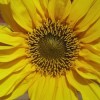 Last Sunflower