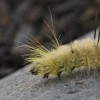 Furry Caterpillar