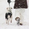 Walking the Dog in the Snow