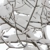 Snowy Branches