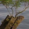 Pier Piling Tree