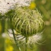 White Wild Flower