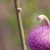 Purple Wildflower