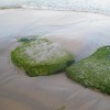 Seaweed Rocks