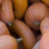 Gourds