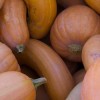 Gourds