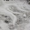 Snow Squid