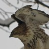 Rittenhouse Snow Hawk