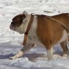 Rittenhouse Dogs in the Snow