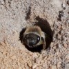 Ground Bee