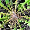 Radial Dandilion