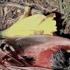 Dead Cardinal